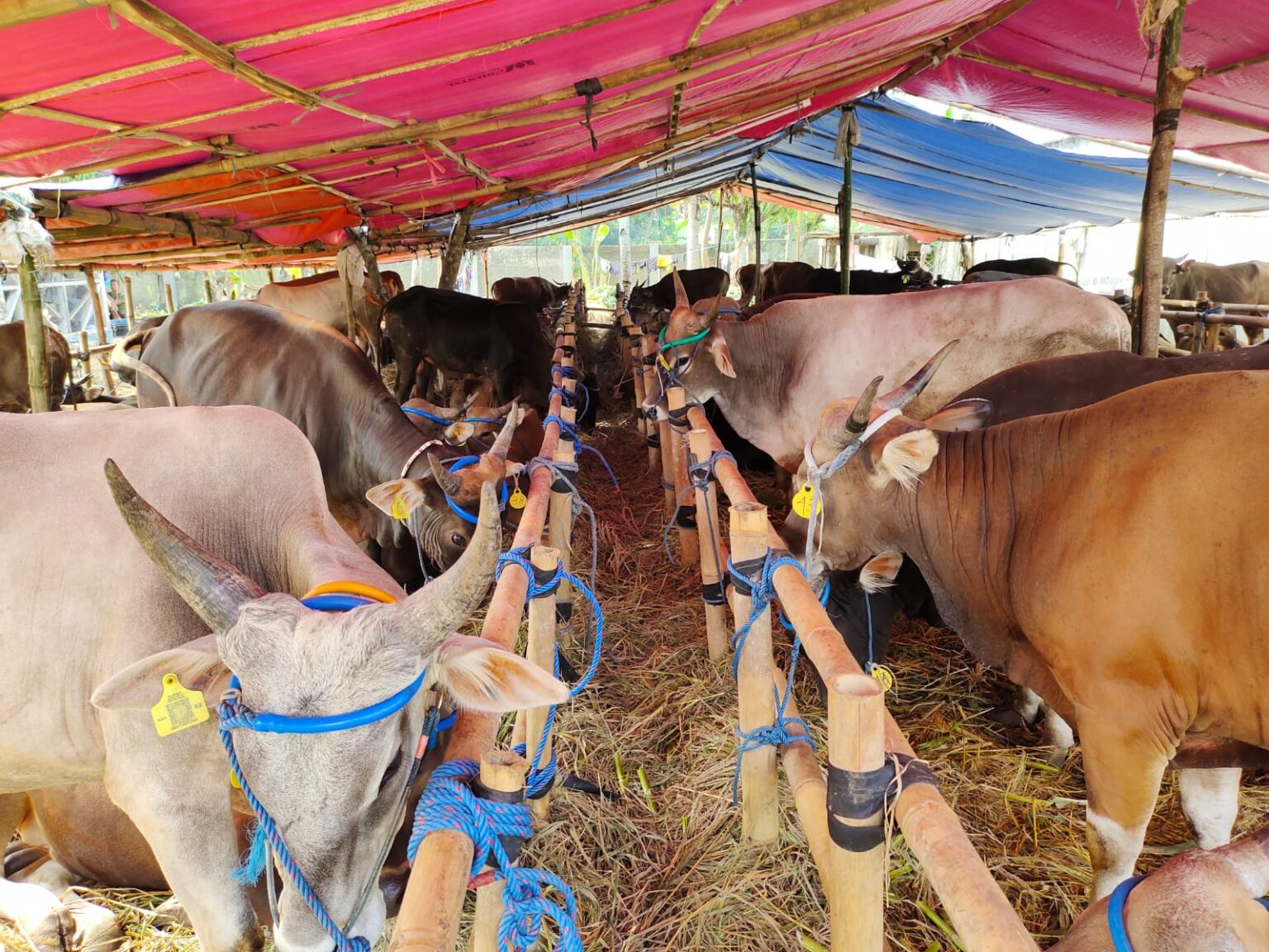 Ekor Sapi Hewan Qurban Mulai Semarak Dipasarkan Metro Puncak